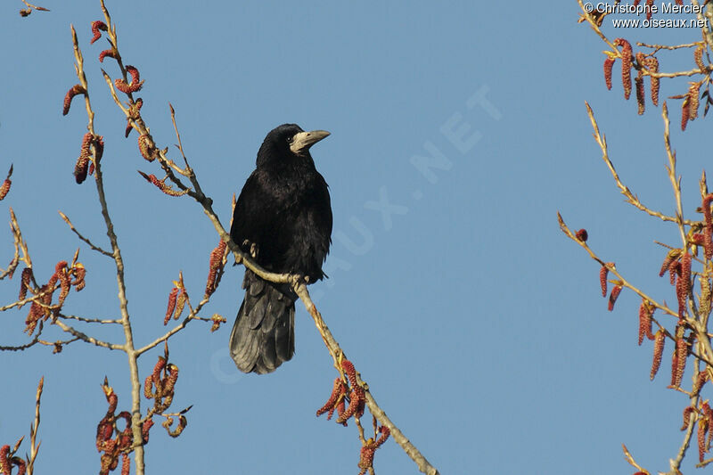 Corbeau freux