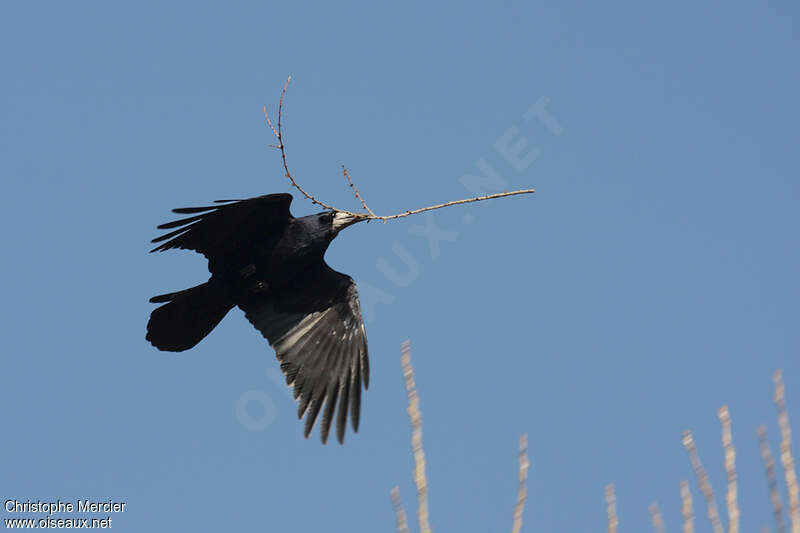 Corbeau freuxadulte, Nidification