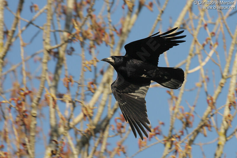 Corbeau freux