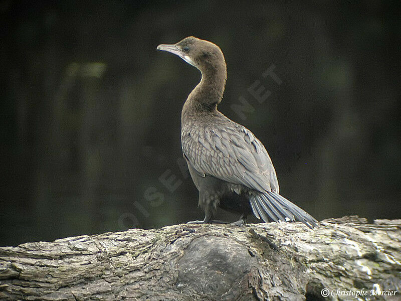 Pygmy Cormorant