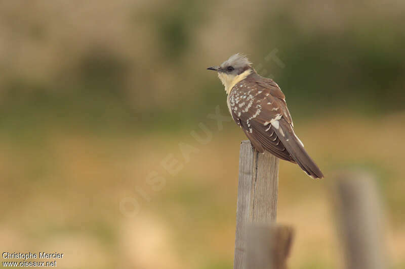 Great Spotted Cuckooadult, identification