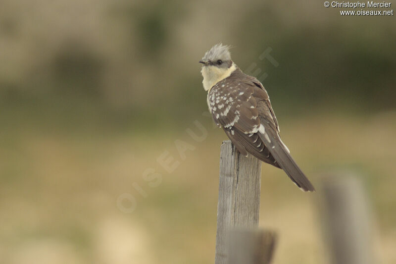 Great Spotted Cuckoo