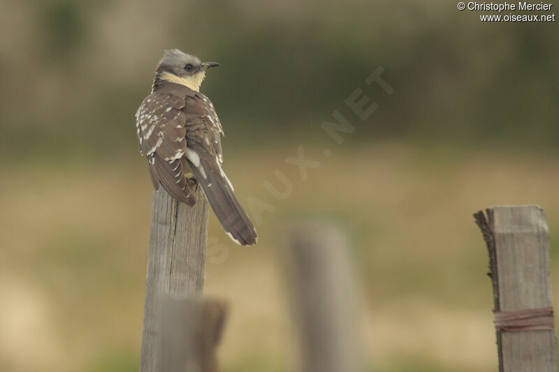 Great Spotted Cuckoo