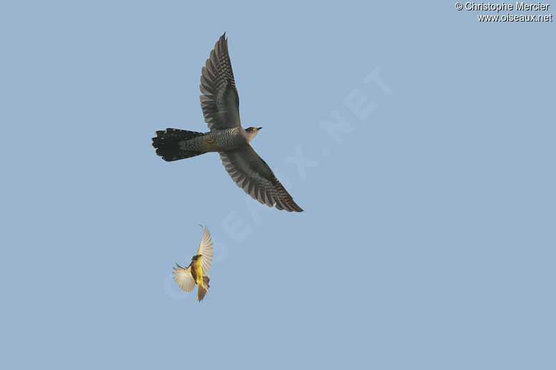 Common Cuckoo