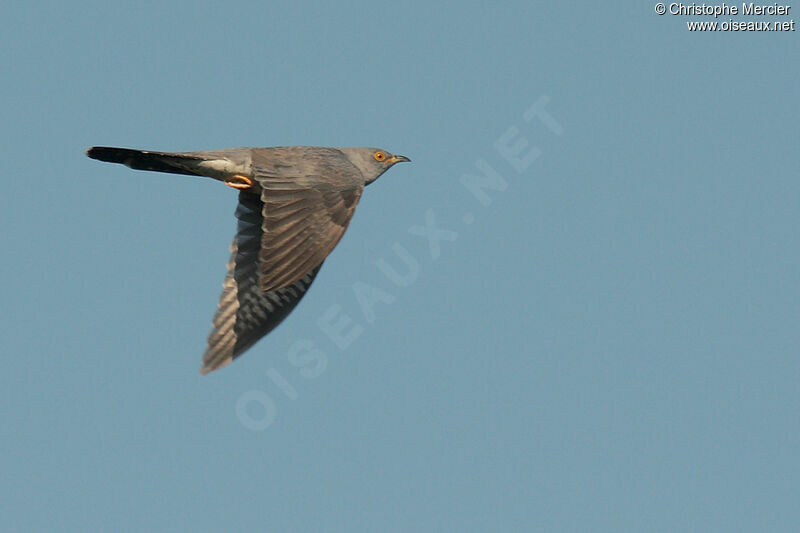 Common Cuckoo