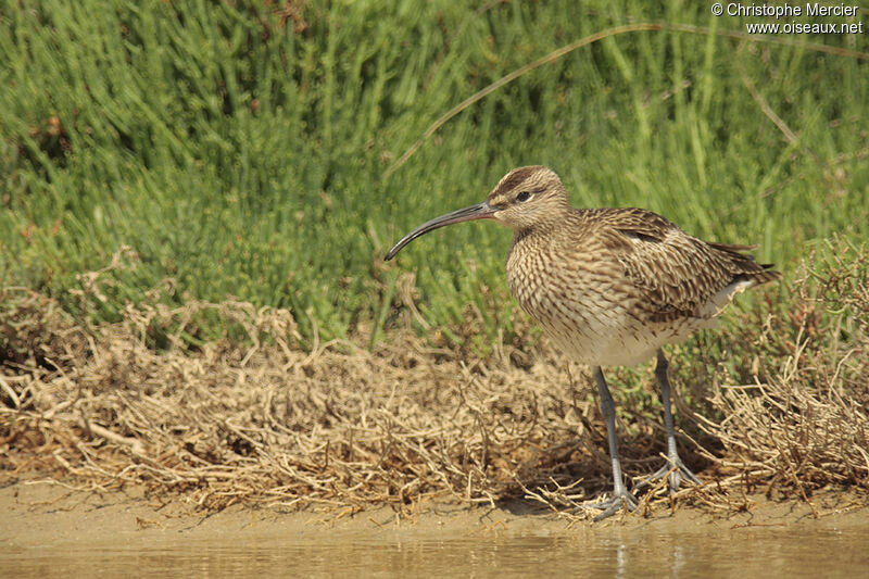 Eurasian Whimbrel