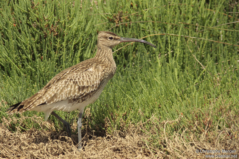 Eurasian Whimbrel