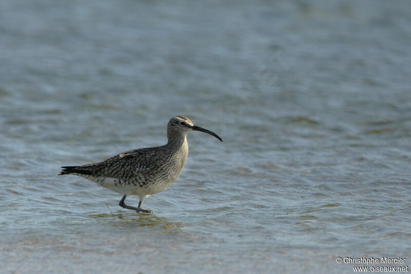 Eurasian Whimbrel