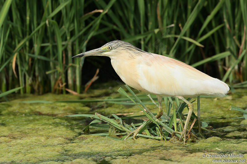 Squacco Heron