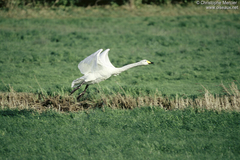 Cygne chanteur