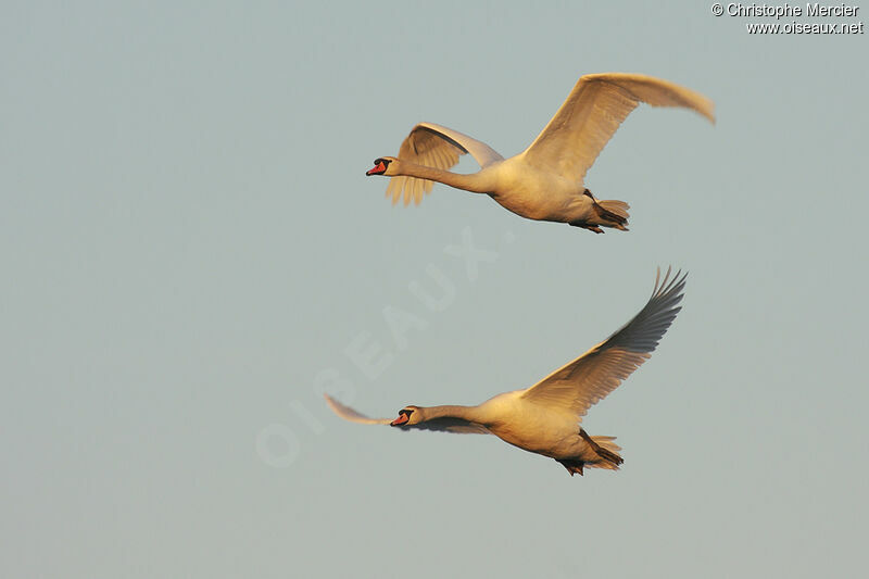 Mute Swan