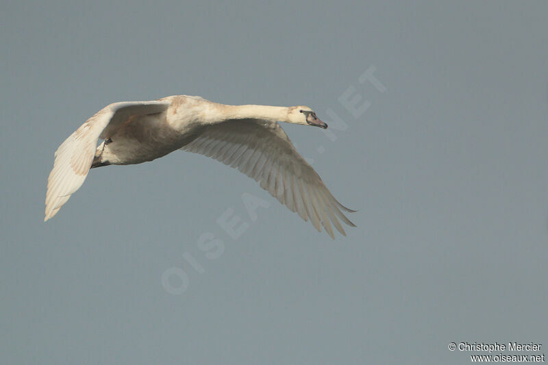 Cygne tuberculé