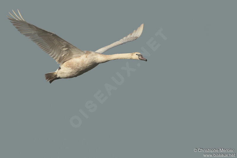 Mute Swan