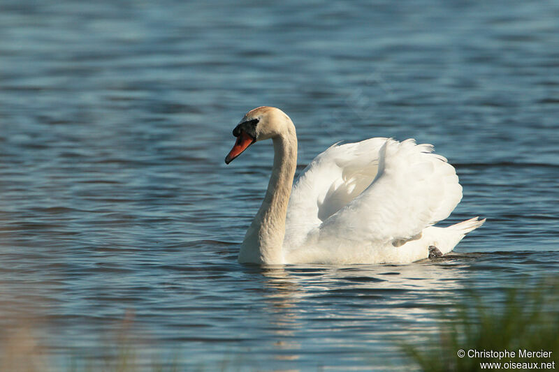 Mute Swan