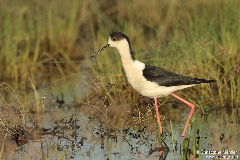 Black-winged Stilt