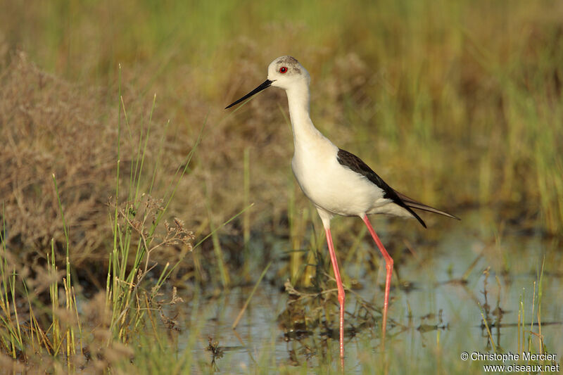 Échasse blanche