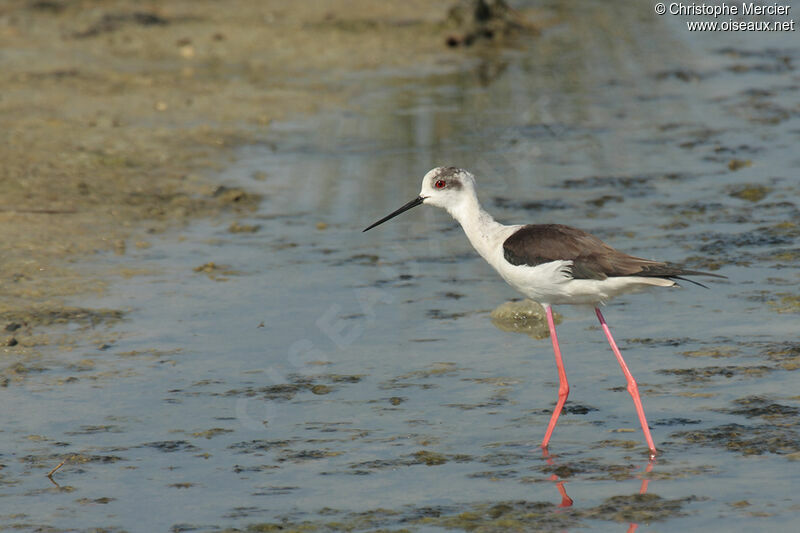 Black-winged Stilt