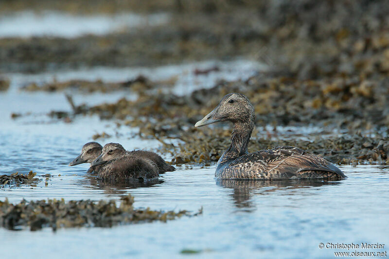 Eider à duvet