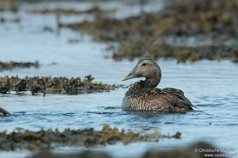 Eider à duvet