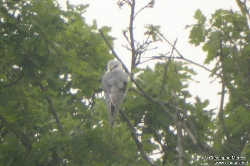 Black-winged Kite