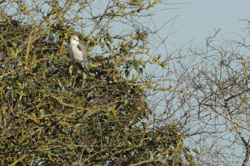 Black-winged Kite