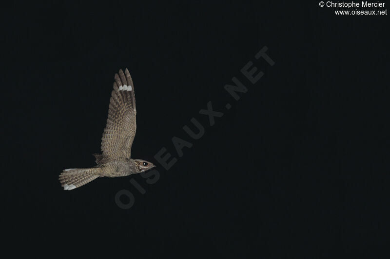 European Nightjar