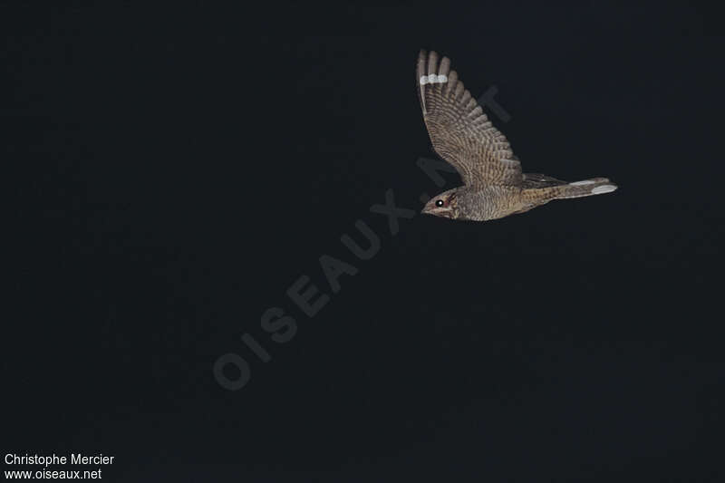 European Nightjar male adult, Flight