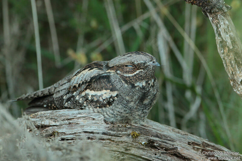 European Nightjar