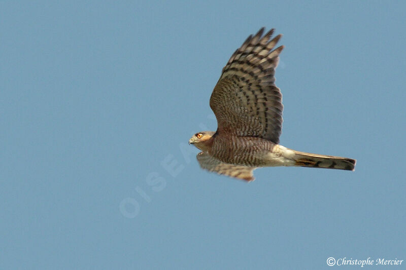 Eurasian Sparrowhawk