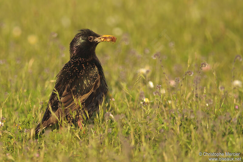 Common Starling