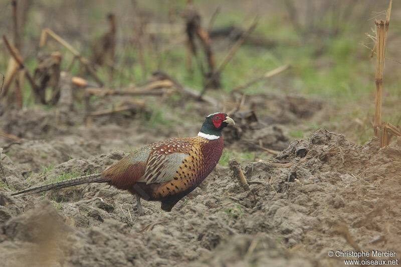 Common Pheasant