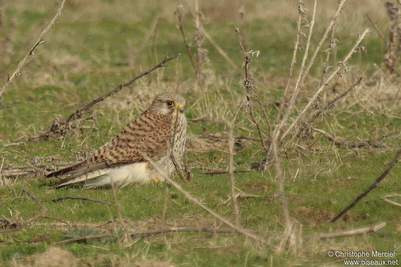 Common Kestrel