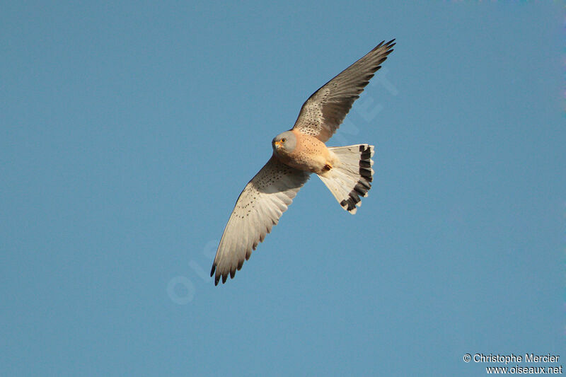 Lesser Kestrel