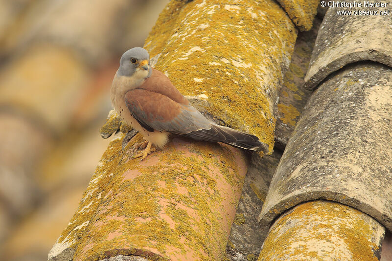 Lesser Kestrel