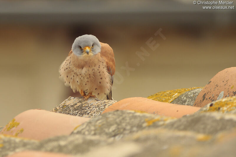 Lesser Kestrel