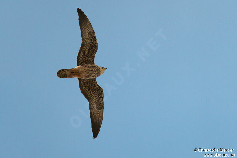 Eleonora's Falcon