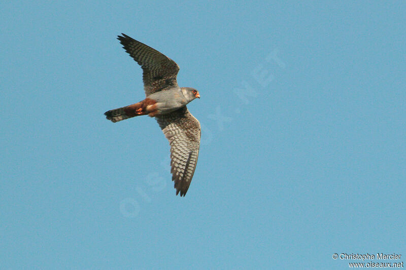 Red-footed Falcon male Second year