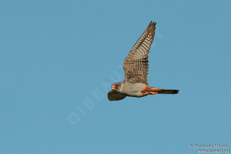 Red-footed Falcon male Second year