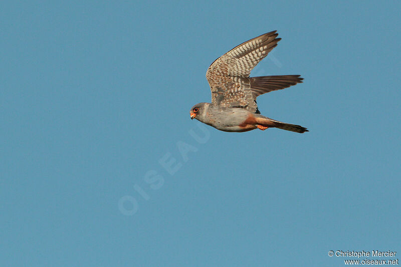 Red-footed Falcon male Second year