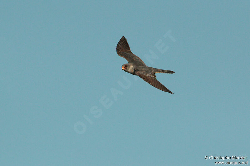 Red-footed Falcon male Second year