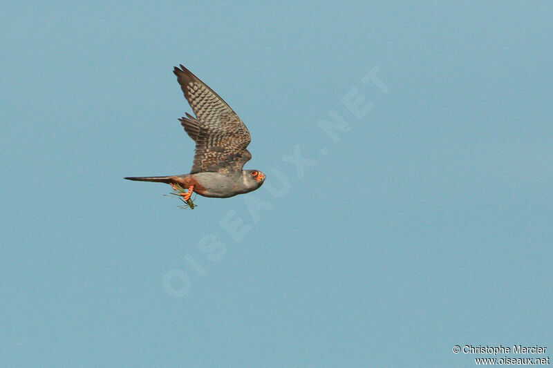 Red-footed Falcon male Second year