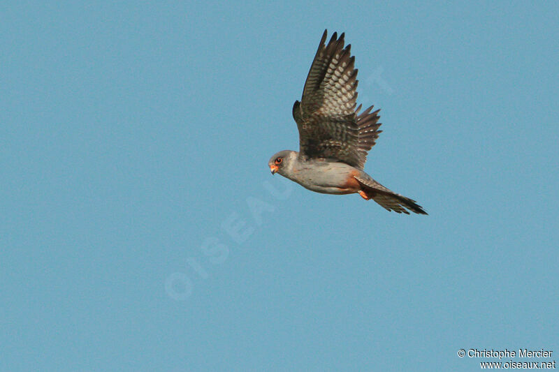 Red-footed Falcon male Second year