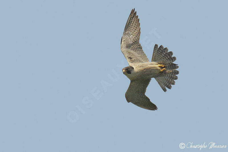 Peregrine Falcon