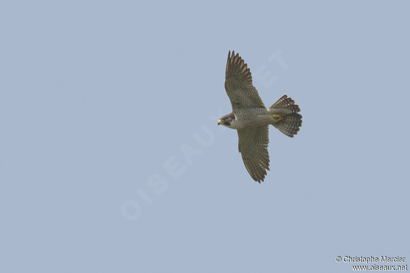 Peregrine Falcon