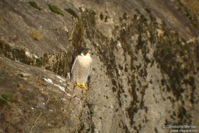 Peregrine Falcon