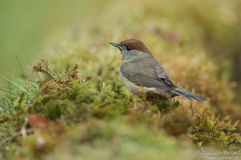 Eurasian Blackcap