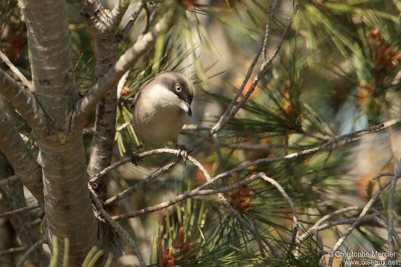 Western Orphean Warbler