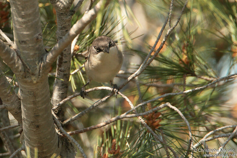 Western Orphean Warbler