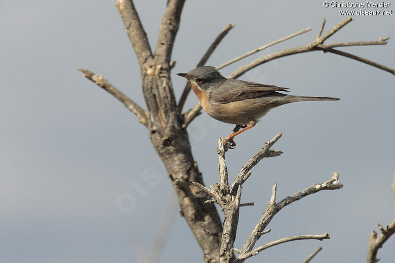 Fauvette passerinette