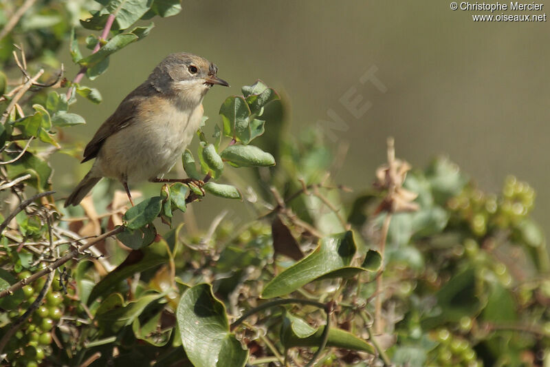 Fauvette passerinette